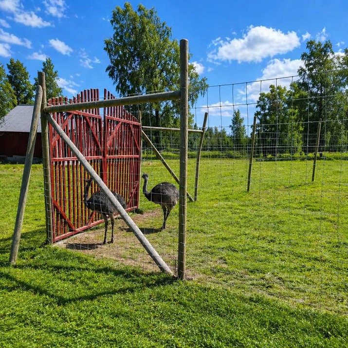 Viltgjerde