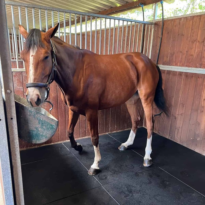 Stallmatte 20 mm, 1 x 1 m