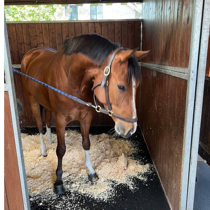 Stallmatte 20 mm, 1 x 1 m